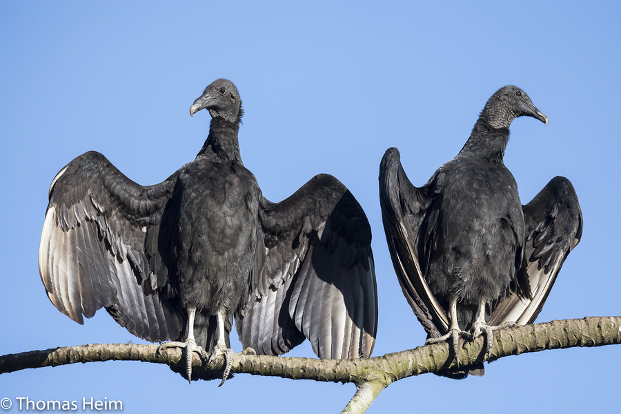 Rabengeier - Black Vulture