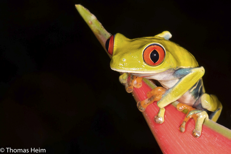 Rotaugen-Laubfrosch - Gaudy-Leaf Frog