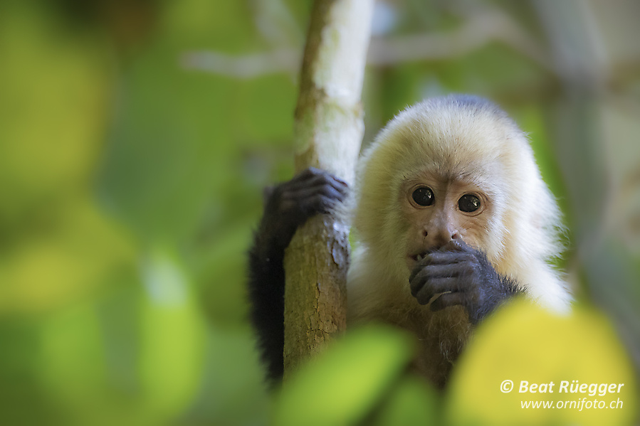 Panama-Kapuzineraffe - White-faced Capuchin