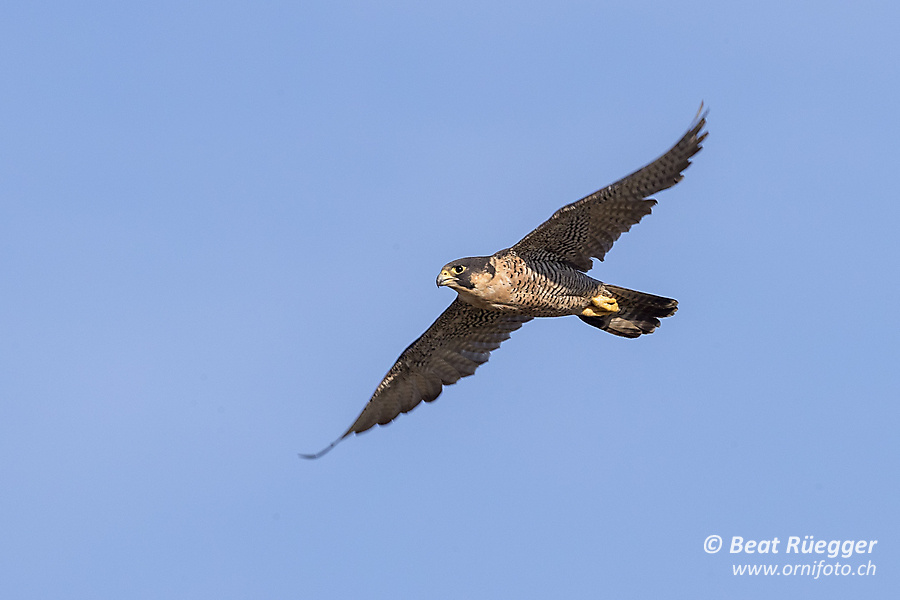 Wanderfalke - Peregrine Falcon