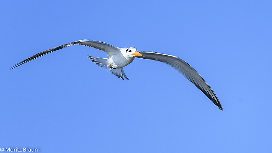 Königsseeschwalbe - Royal Tern
