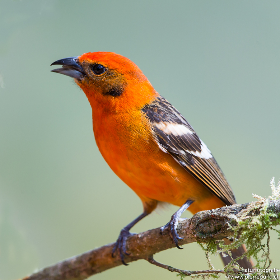 Bluttangare - Flame-colored Tanager