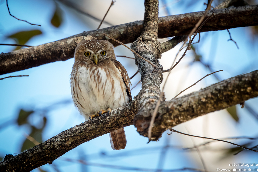 Brasilzwergkauz - Ferruginous Pygmy-Owl