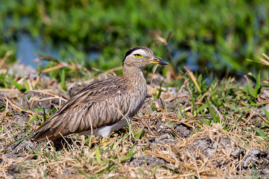 Dominikanertriel - Double-striped Thick-knee
