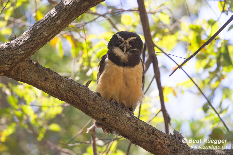 Brillenkauz - Spectacled Owl