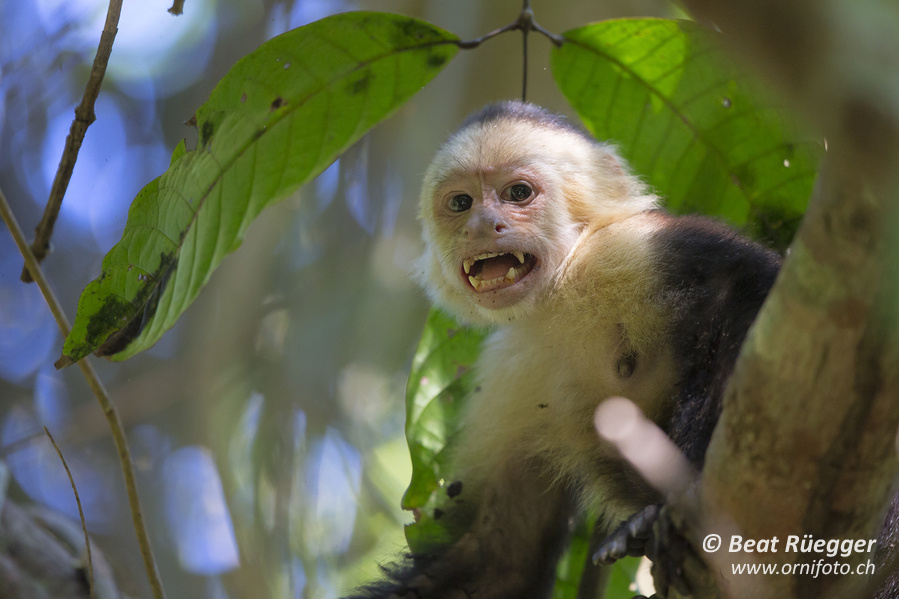 Weissschulterkapuziner - White-faced Capuchin Monkey