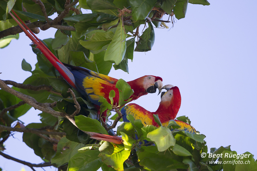 Arakangas - Scarlet Macaws
