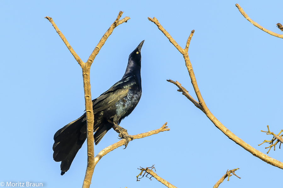 Dohlengrackel - Great-tailed Grackle