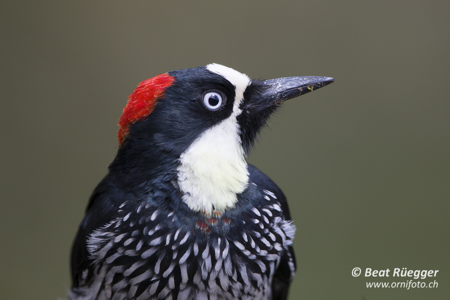 Eichelspecht - Acorn Woodpecker