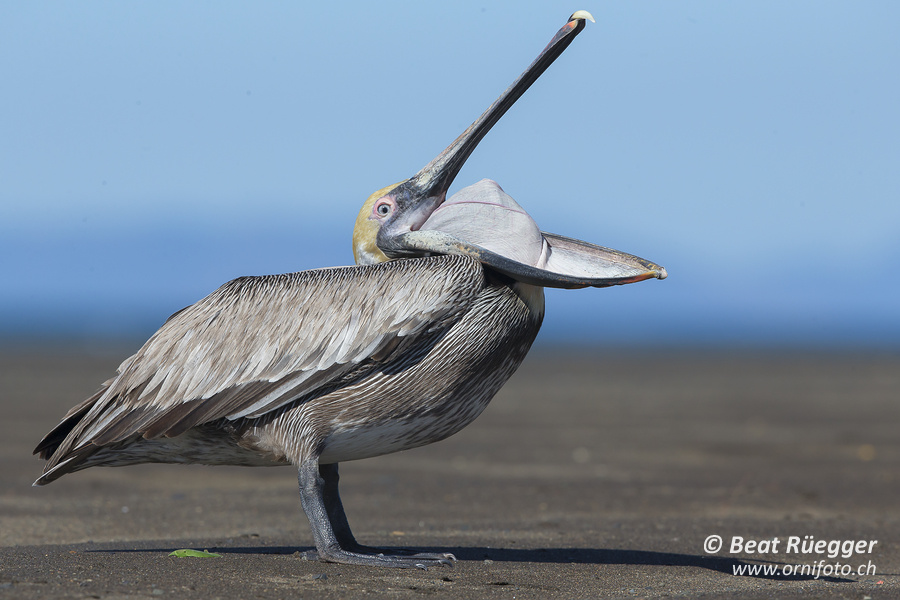 Braunpelikan - Brown Pelican