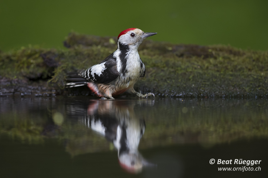Middle Spotted Woodpecker